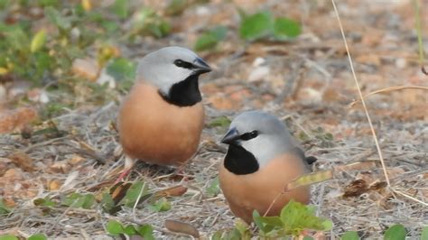 Threatened species - Birds Queensland