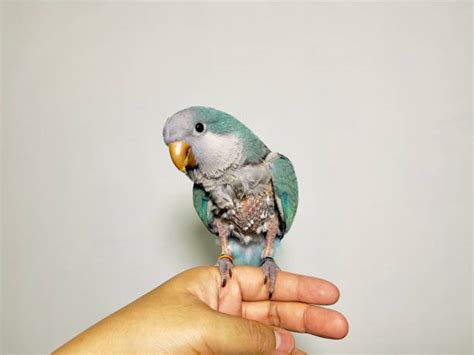 Sick Parakeet 的图像结果