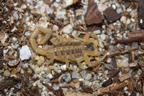 Centruroides vittatus (Striped Bark Scorpion) Nebraska Locale ...