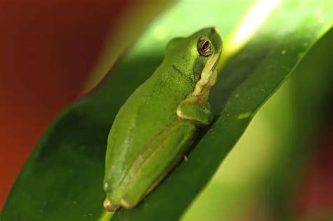 Eastern Tree Frog 的图像结果