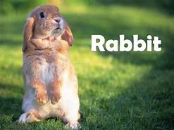Image result for Rabbit 1 Can Printable