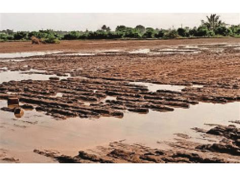 If dams are built on the rivers of Saurashtra, the erosion of cattle ...