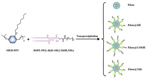 Biocompatibility and Biological Effects of Surface-Modified Conjugated ...