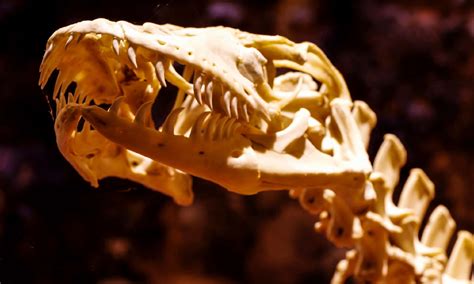 Monitor Lizard Teeth: Everything You Need To Know - A-Z Animals