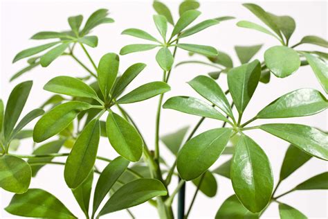 Essential Umbrella Plant Care Guide - Petal Republic