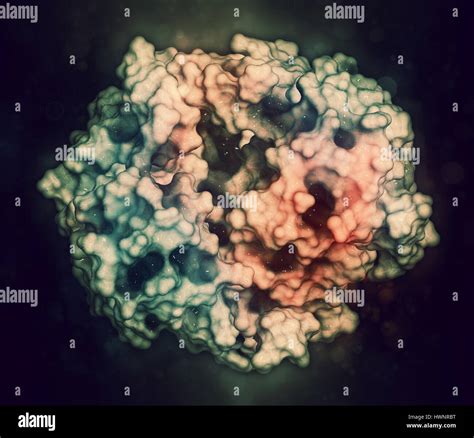 Gamma-glutamyltranspeptidase 1 (GGT 1, gamma-GT, gamma-glutamyl ...