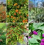 Image result for Landscaping Shrubs Pictures with Names