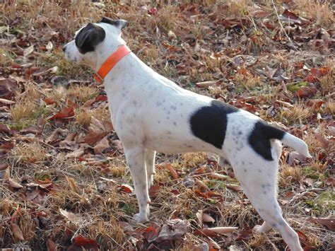 Mountain Feist Dog - 150 Years Old Breed