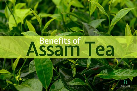 Assam Tea Benefits