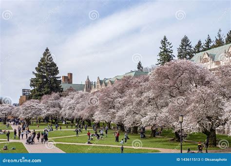 Popular Cherry Blossoms Photography Spot at the UW Campus in Seattle ...