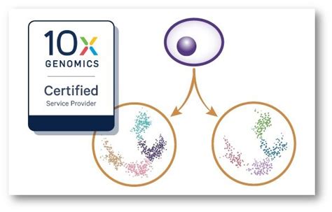 Rezultat imagine pentru One Cell Two Formulas