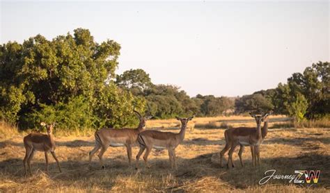 Haka Game Park (Harare) - 2021 What to Know Before You Go (with Photos ...