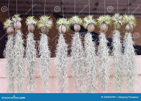 Spanish moss on wall house stock image. Image of techniquepalm - 256878789