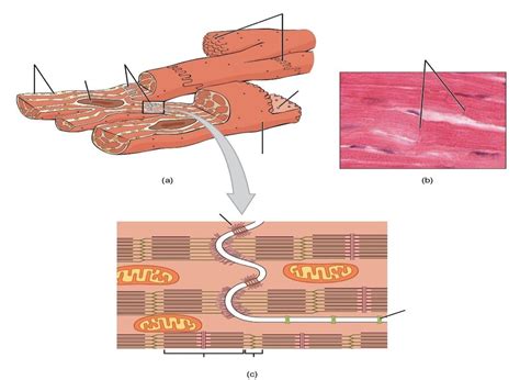 Image result for Cardiac Muscle Labelled Diagram