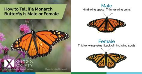 Female Vs Male Monarch Butterfly