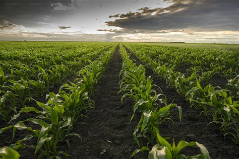 Image result for Small Corn Field