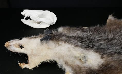 Opossum Skull Anatomy