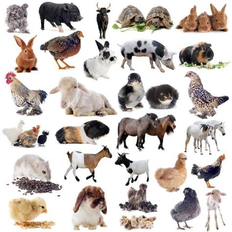 2023最新最常见的100种动物图片-最常见的100种动物图片大全-配图网