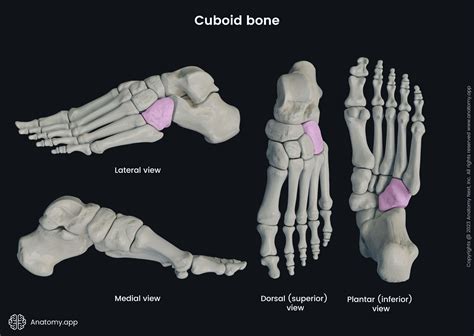 Cuboid Bone Foot