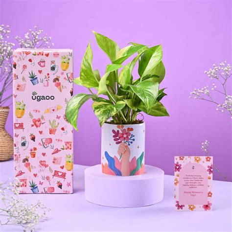 Money Plant Variegated in Ceramic Pot Women's Day Gift – Ugaoo