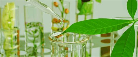 Effect of processing on biochemical composition of plant-based products ...