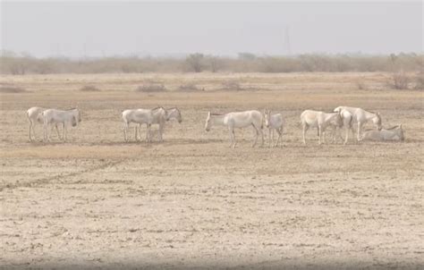 Gujarat's forest guards maintain water points amid heatwaves to protect ...