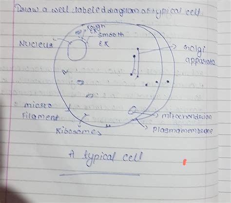 Draw a well labelled diagram of a typical cell.