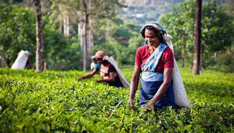 6 Exciting Things To Do In Kandy In Summer In Sri Lanka