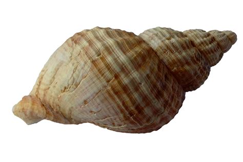 Image result for Shell Transparent
