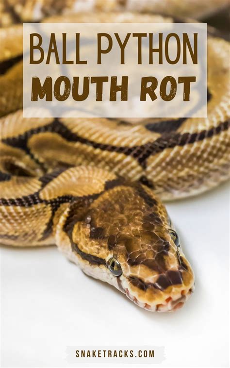 Image result for Ball Python Substrate