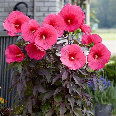 Composition habillant une clôture - un jardin qui vous ressemble ...