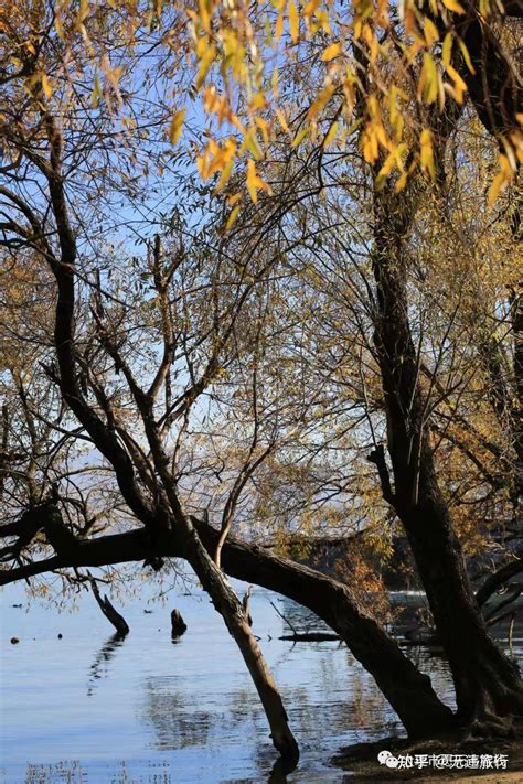 冬日洱海红水杉美出圈最新素材