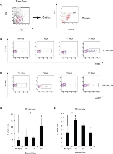 Image result for Flow Cytometry of Microglia Videotutorial
