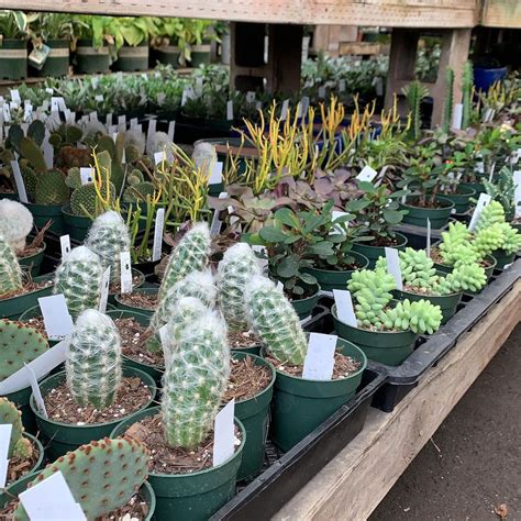 How Much Sunlight Do Succulents Need?