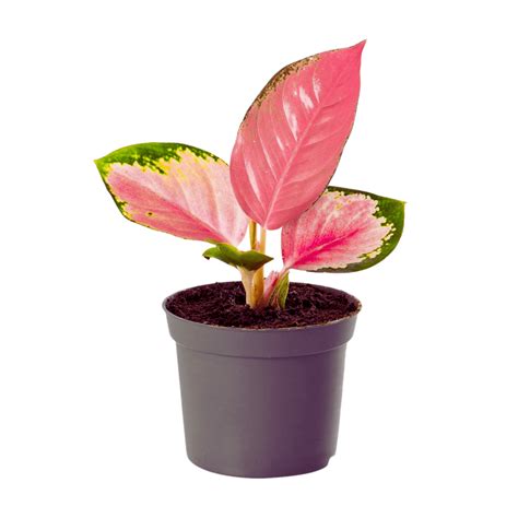 Aglaonema Pink Valentine
