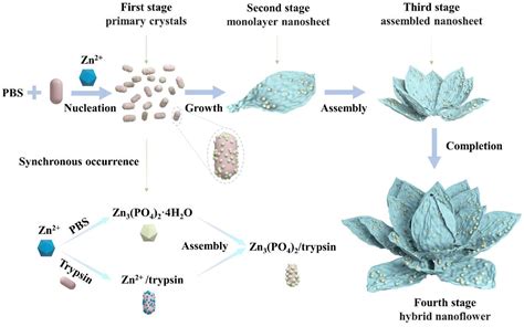 Trypsin/Zn3(PO4)2 Hybrid Nanoflowers: Controlled Synthesis and ...