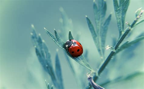 Image result for Microsoft Ladybug Background