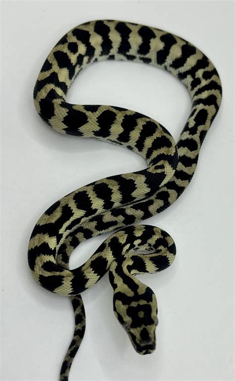 Image result for Axanthic Jungle Carpet Python