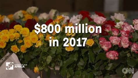 一年获利8亿美元 中国鲜花进口需求惠及肯尼亚 - 观察家网