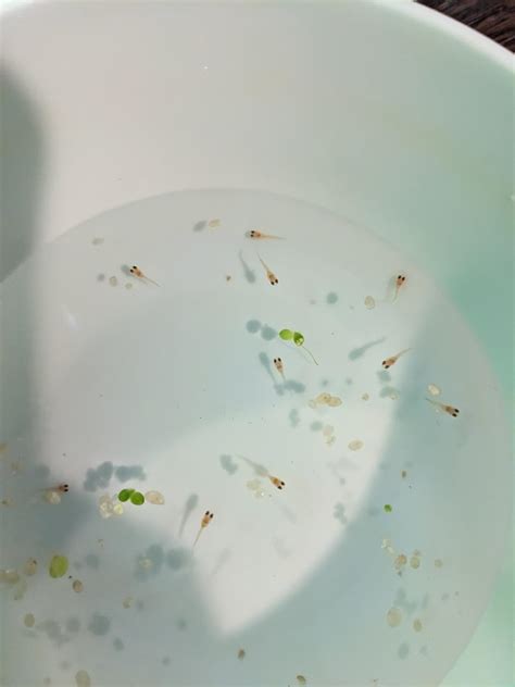 Generation 3 of babies from my yellow cobra with my tequila sunrise ...