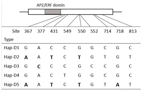 Genetic Variations and Haplotype Diversity of the Wheat FRIZZY PANICLE ...