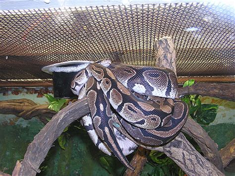 King Python 的图像结果