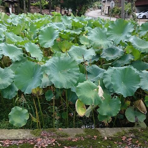 Ochisan Ohtanji Temple, Echizen-cho