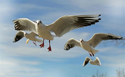 Flock of Seagulls Flying during Daytime · Free Stock Photo