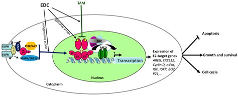 Emerging Estrogenic Pollutants in the Aquatic Environment and Breast Cancer