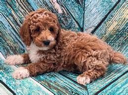 Image result for F1B Cockapoo