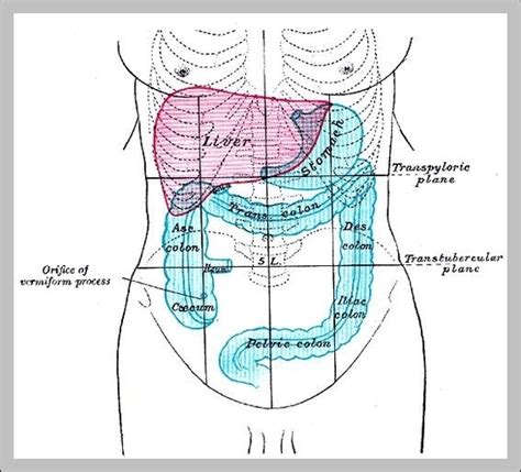 Left Side Human Anatomy