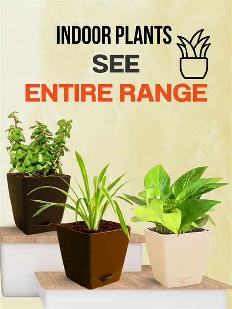 Conservation Of Plants - 5 Tips to Save Plants | Bombay Greens