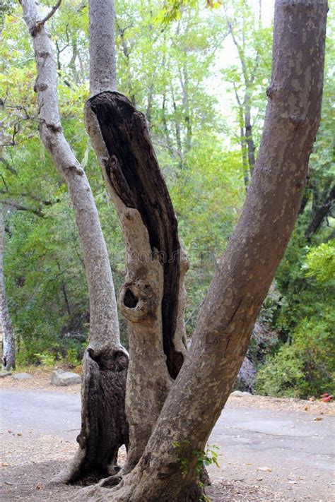 Image result for Rotted Tree