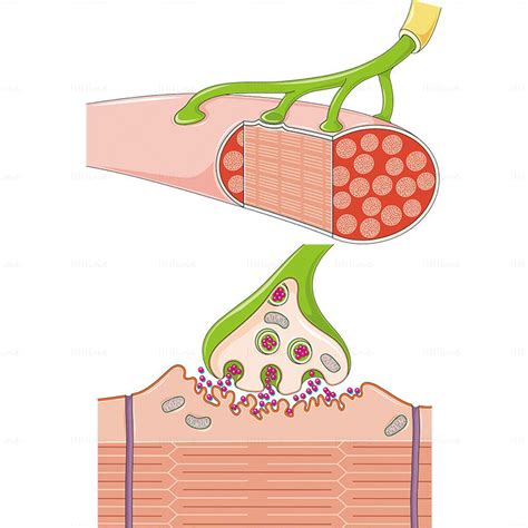 Neuromuscular synapse vector scientific illustration | Teaching biology ...